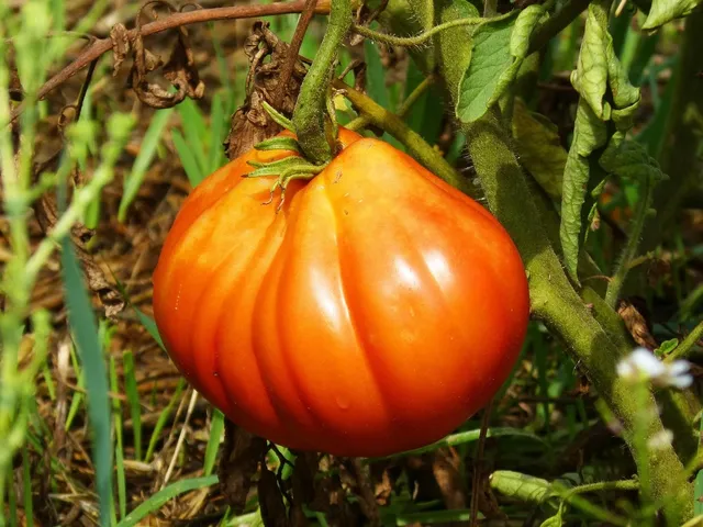 Pomidor Malinowy 1szt waga 100-150 g